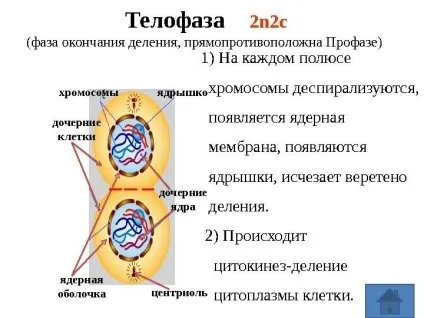 Рішення задач по цитології на застосування знань у