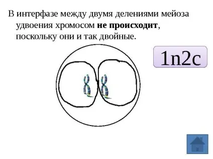 Рішення задач по цитології на застосування знань у