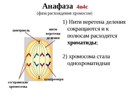 Рішення задач по цитології на застосування знань у
