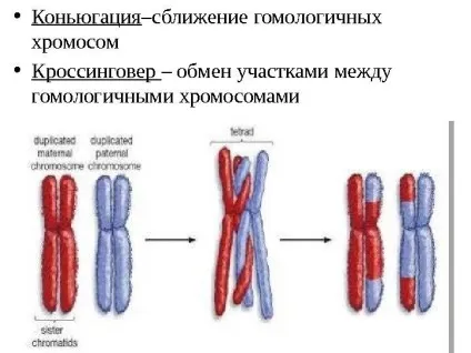 Рішення задач по цитології на застосування знань у