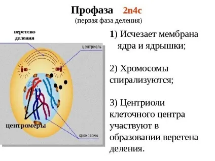 Рішення задач по цитології на застосування знань у