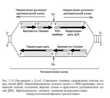 Реплікація нуклеїнових кислот - студопедія