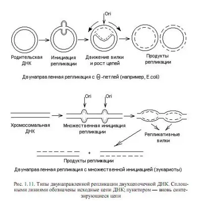 Реплікація нуклеїнових кислот - студопедія