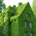 Рододендрони в ландшафтному дизайні фото, посадка, догляд (ландшафтному) Рододендрони в ландшафтному дизайні фото, посадка, догляд