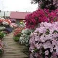 Рододендрони в ландшафтному дизайні фото, посадка, догляд (рододендрони) Рододендрони в ландшафтному дизайні фото, посадка, догляд