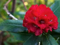 Рододендрон (азалія) садові види, їх фото, опис (фото) Рододендрон (азалія) садові види, їх фото, опис