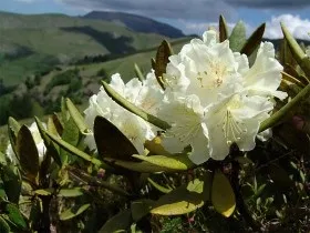 Рододендрон, чагарник, сад, види, сорти, вирощування, догляд, фото і відео
