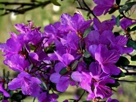 Рододендрон, чагарник, сад, види, сорти, вирощування, догляд, фото і відео