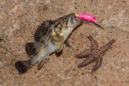 Rock fishing
