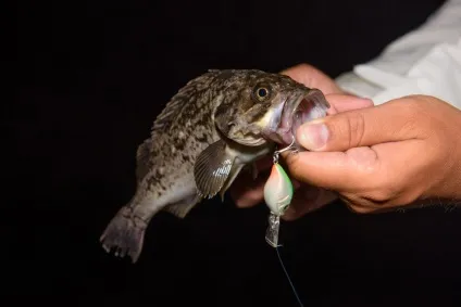 Rock fishing