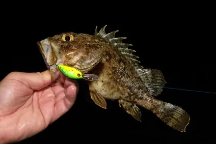 Rock fishing
