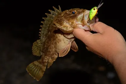 Rock fishing