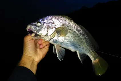 Rock fishing
