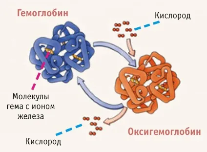 Роль кисню і вуглекислоти