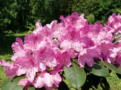 Рододендрони з насіння