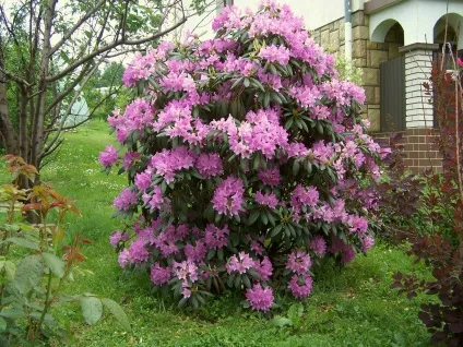 Рододендрон, чагарник, сад, види, сорти, вирощування, догляд, фото і відео
