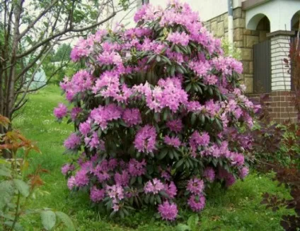 рододендрон обрізка