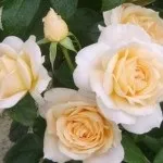 Розарій на балконі