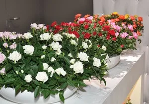 Розарій на балконі