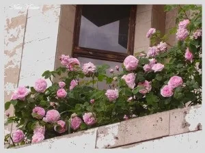 Розарій на балконі
