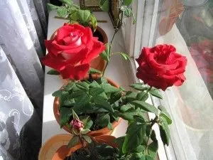 Розарій на балконі