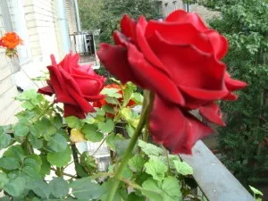 Розарій на балконі