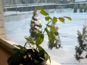 Розарій на балконі
