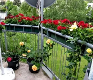 Розарій на балконі