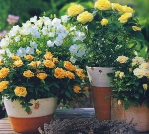 Розарій на балконі