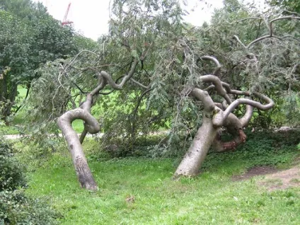 Горобина посадка і догляд, види і сорти, фото