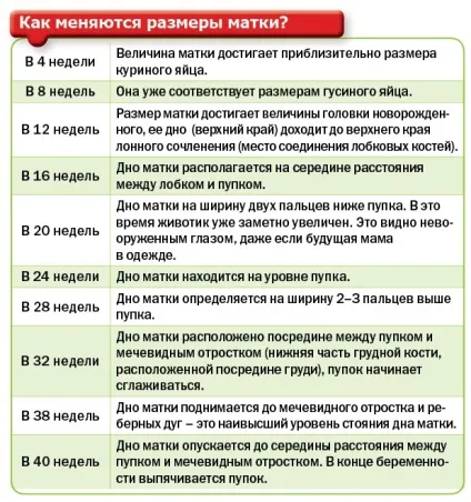 Зростання живота при вагітності (вагітності) Зростання живота при вагітності