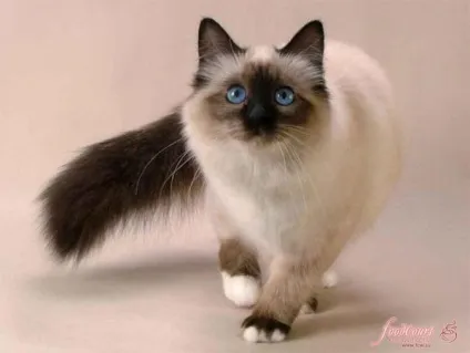 Найкрасивіші домашні кішки - блог всяка всячина - жіночий сайт (самі) Найкрасивіші домашні кішки - блог всяка всячина - жіночий сайт