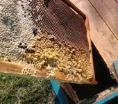 Цукровий сироп для бджіл або медова сита, практичне бджільництво (підгодівля бджіл) Цукровий сироп для бджіл або медова сита, практичне бджільництво