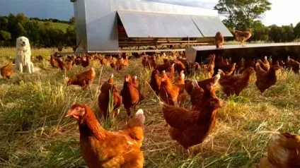 З чого почати розведення курей несучок в домашніх умовах для початківців (початківців) З чого почати розведення курей несучок в домашніх умовах для початківців