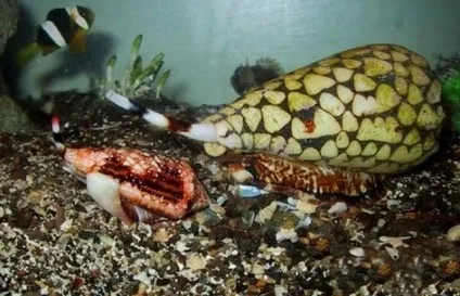 Найбільш отруйні тварини на землі, розважальний портал (кобра Ophiophagus hannah) Найбільш отруйні тварини на землі, розважальний портал