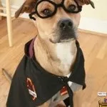 Стильний одяг для собак