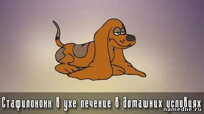 Стафілокок у вусі лікування в домашніх умовах - слух - лікування хвороб - народні рецепти - (стафілокок) Стафілокок у вусі лікування в домашніх умовах - слух - лікування хвороб - народні рецепти -
