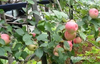 Секрети високого врожаю яблук - сади сибіру (врожаю) Секрети високого врожаю яблук - сади сибіру