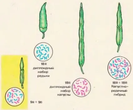 селекція рослин