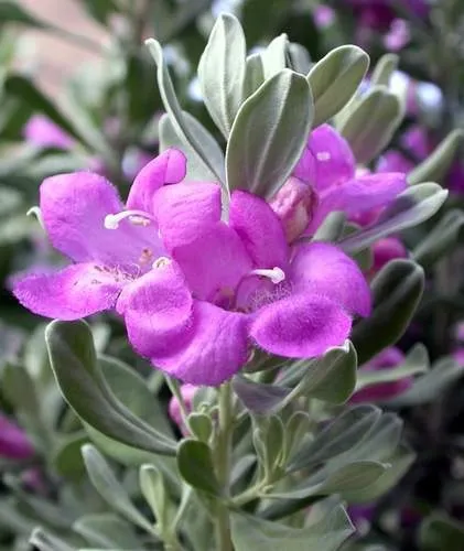 Шавлія (sage) корисні властивості і сфера застосування (sage) Шавлія (sage) корисні властивості і сфера застосування