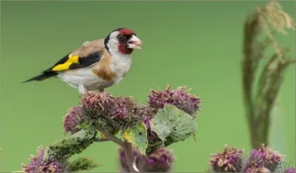Щиголь (carduelis) поширення в природі, фото, відео і спів (спів) Щиголь (carduelis) поширення в природі, фото, відео та спів