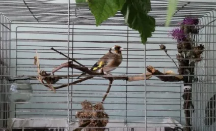 Щиголь (carduelis) поширення в природі, фото, відео і спів (спів) Щиголь (carduelis) поширення в природі, фото, відео та спів