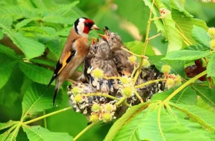 Щиголь (carduelis) поширення в природі, фото, відео і спів (червоне облямівка дзьоба) Щиголь (carduelis) поширення в природі, фото, відео та спів