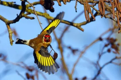 Щиголь (carduelis) поширення в природі, фото, відео і спів (червоне облямівка дзьоба) Щиголь (carduelis) поширення в природі, фото, відео та спів