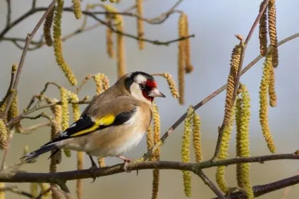 Щиголь (carduelis) поширення в природі, фото, відео і спів (природі) Щиголь (carduelis) поширення в природі, фото, відео та спів