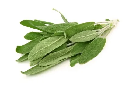 Шавлія (sage) корисні властивості і сфера застосування (шавлія застосування) Шавлія (sage) корисні властивості і сфера застосування