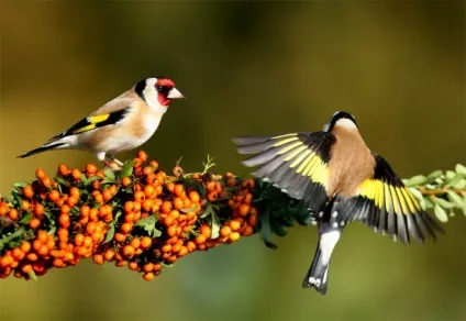 Щиголь (carduelis) поширення в природі, фото, відео і спів (поширення) Щиголь (carduelis) поширення в природі, фото, відео та спів