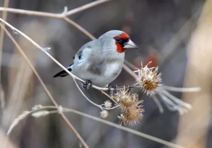 Щиголь (carduelis) поширення в природі, фото, відео і спів (спів) Щиголь (carduelis) поширення в природі, фото, відео та спів