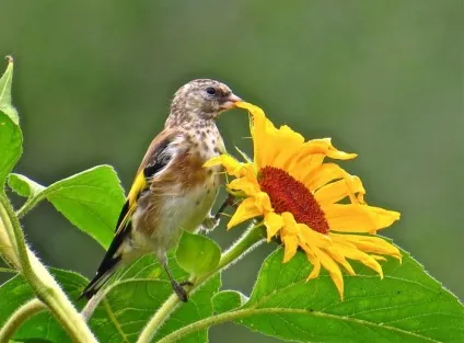 Щиголь (carduelis) поширення в природі, фото, відео і спів (природі) Щиголь (carduelis) поширення в природі, фото, відео та спів