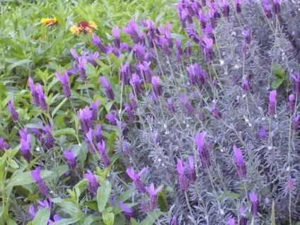 Шавлія (sage) корисні властивості і сфера застосування (sage) Шавлія (sage) корисні властивості і сфера застосування